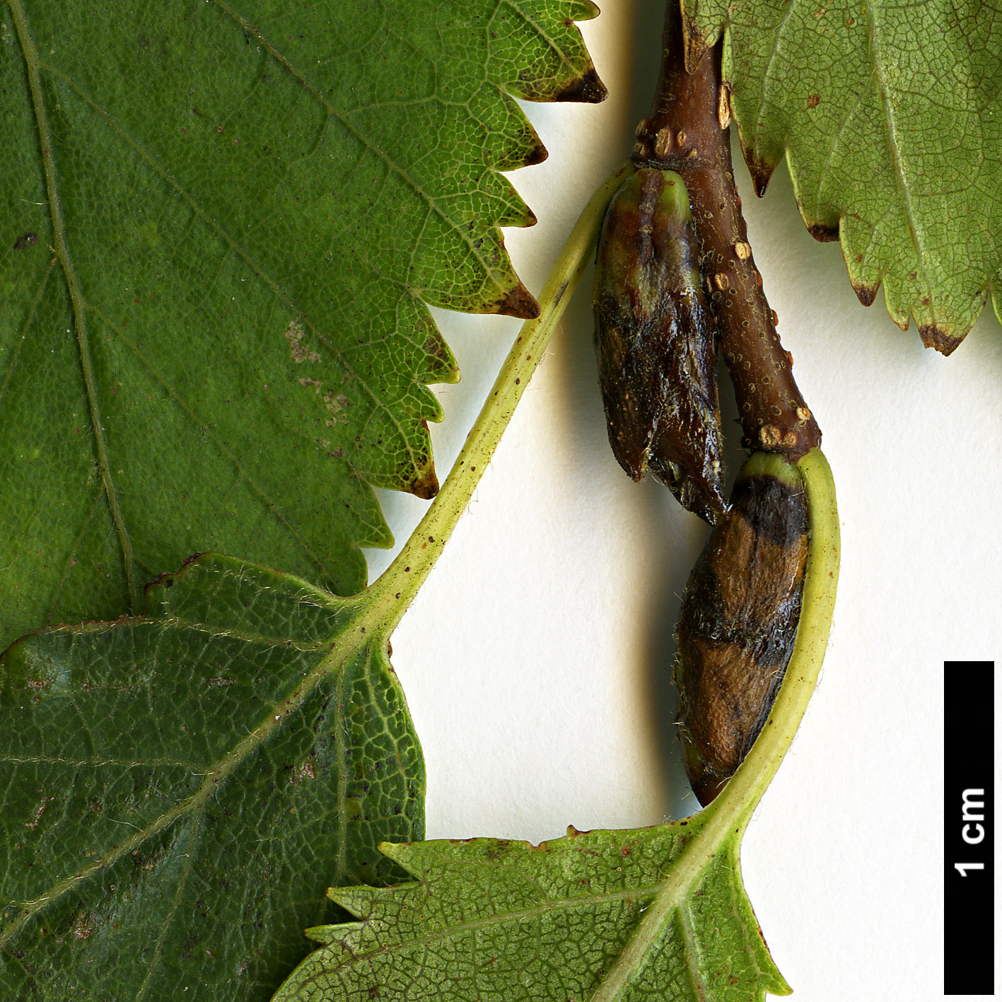 High resolution image: Family: Betulaceae - Genus: Betula - Taxon: ermanii - SpeciesSub: var. ermanii